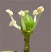  Flower (petals removed)